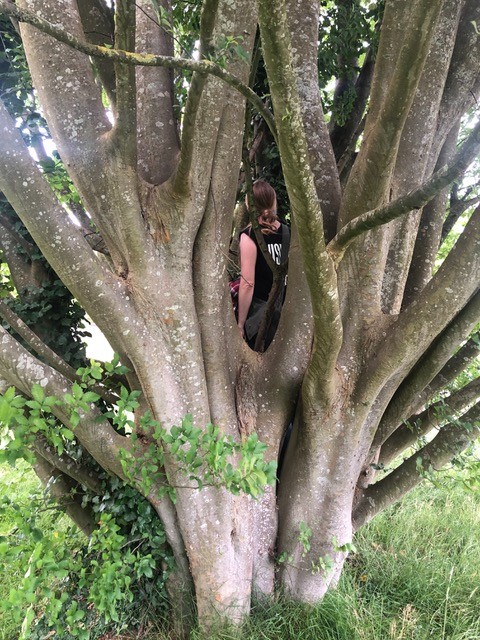 Steph in Zelkova, performing ‘TREE to TREE’