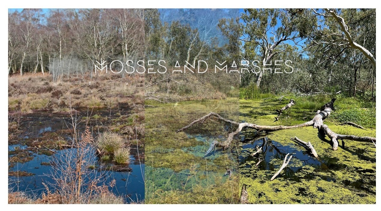 Mosses and Marshes Art Trail