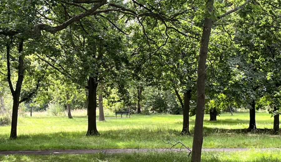 tooting-common-bench.png